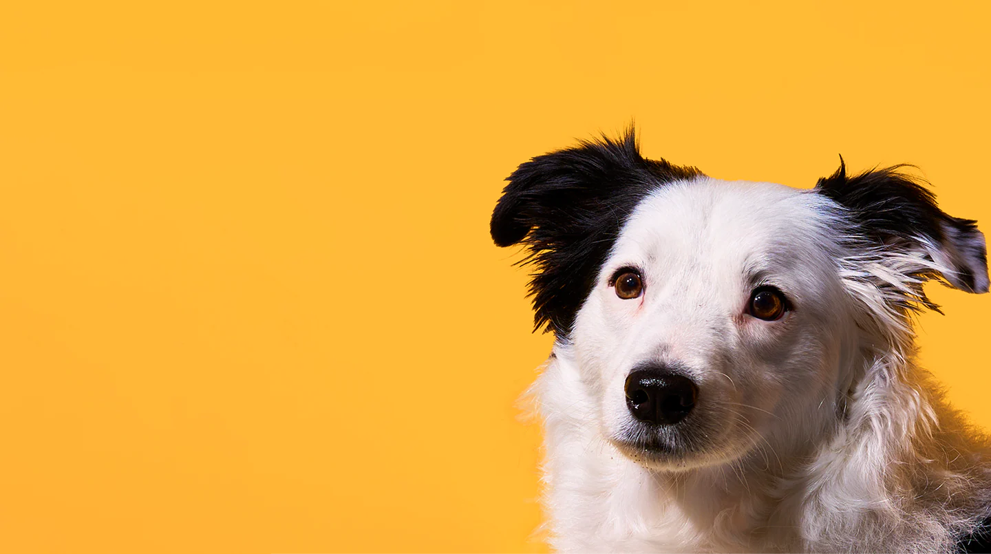 Natural Fuel for Happy Tails